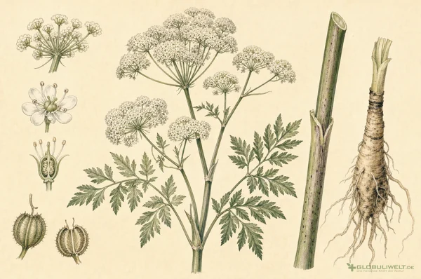 Botanische Illustration von Cicuta virosa (Wasserschierling) – Ausgangssubstanz der homöopathischen Globuli