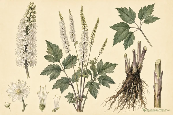 Botanische Illustration von Cimicifuga racemosa (Traubensilberkerze) – Ausgangssubstanz der homöopathischen Globuli