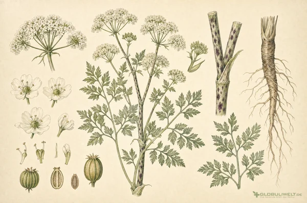 Botanische Illustration von Conium maculatum (Gefleckter Schierling) (Gefleckter Schierling) – Ausgangssubstanz der homöopathischen Globuli