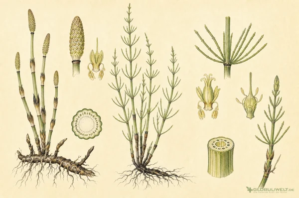 Botanische Illustration von Equisetum (Schachtelhalm) (Schachtelhalm) – Ausgangssubstanz der homöopathischen Globuli
