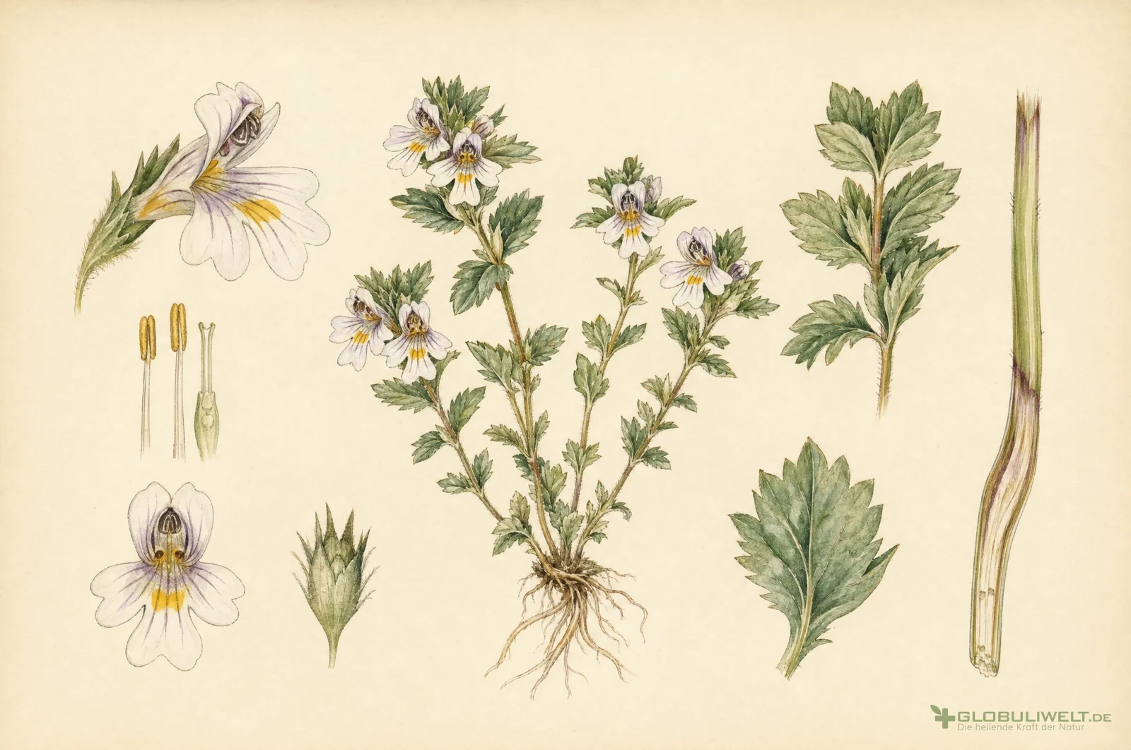 Botanische Illustration von Euphrasia Officinalis (Augentrost) – Ausgangssubstanz der homöopathischen Globuli