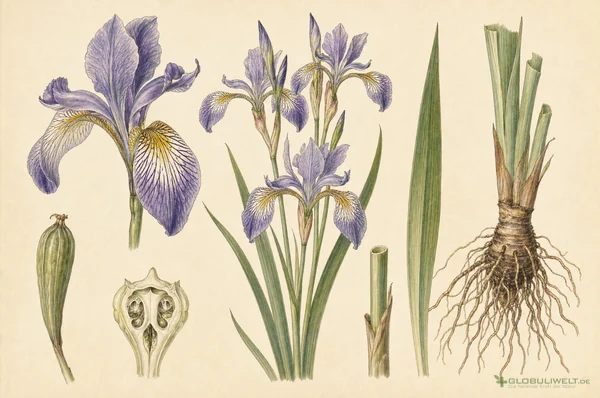 Botanische Illustration von Iris Versicolor (Verschiedenfarbige Schwertlilie) (Verschiedenfarbige Schwertlilie) – Ausgangssubstanz der homöopathischen Globuli