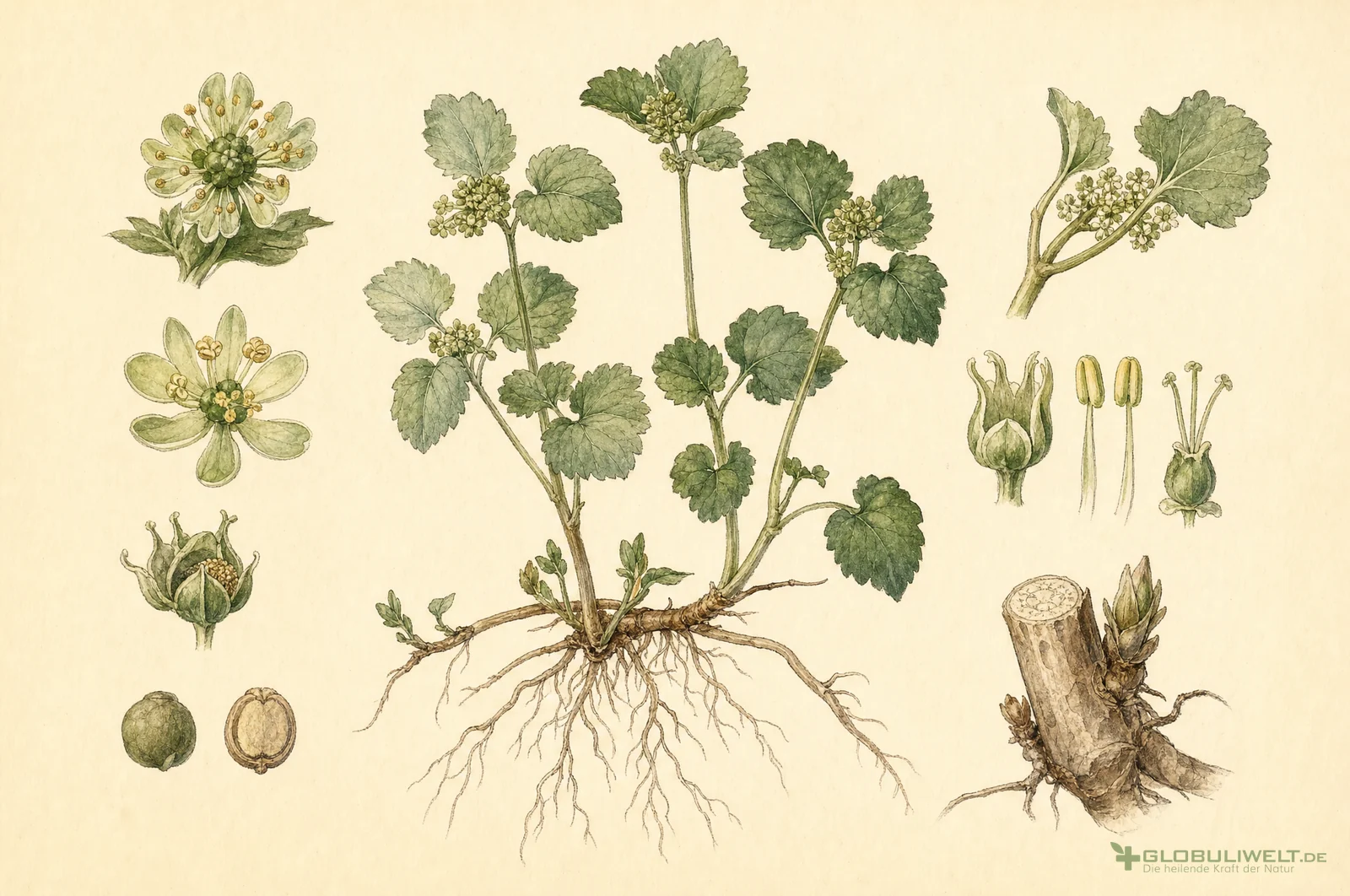 Botanische Illustration von Mercurialis perennis (Wald-Bingelkraut) – Ausgangssubstanz der homöopathischen Globuli