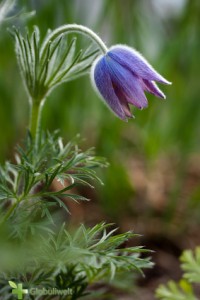 Pulsatilla