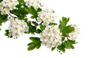 Crataegus Weissdorn