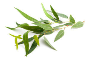 Eucalyptus (Eukalyptus)