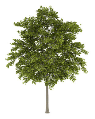 Fraxinus Americana (Medizinisches Pessar)