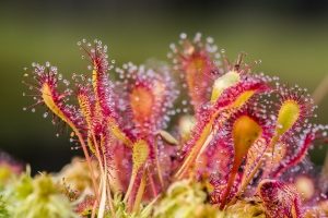 drosera sonnentau globuli